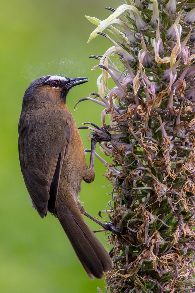 Nilgiri laughing thrush Endangered to westernghats.
