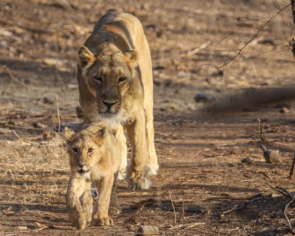 Morning walk with mom