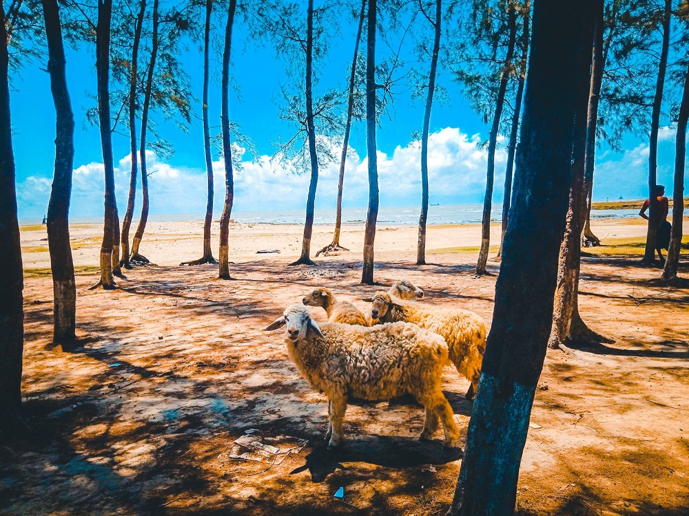 sheep on beach