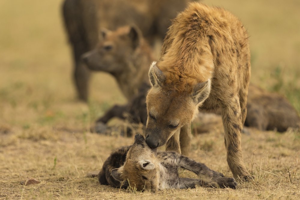 Spotted Hyena Mom with Cub
