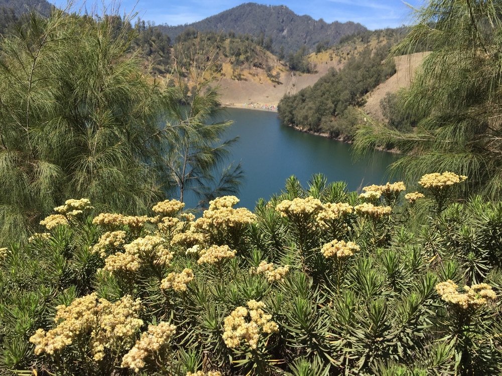 edelweis at ranukumbolo semeru mountain east java indonesia