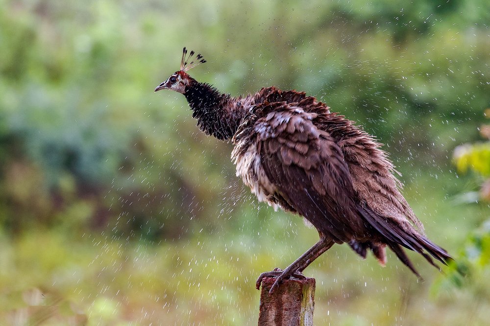 Splashing peafowl