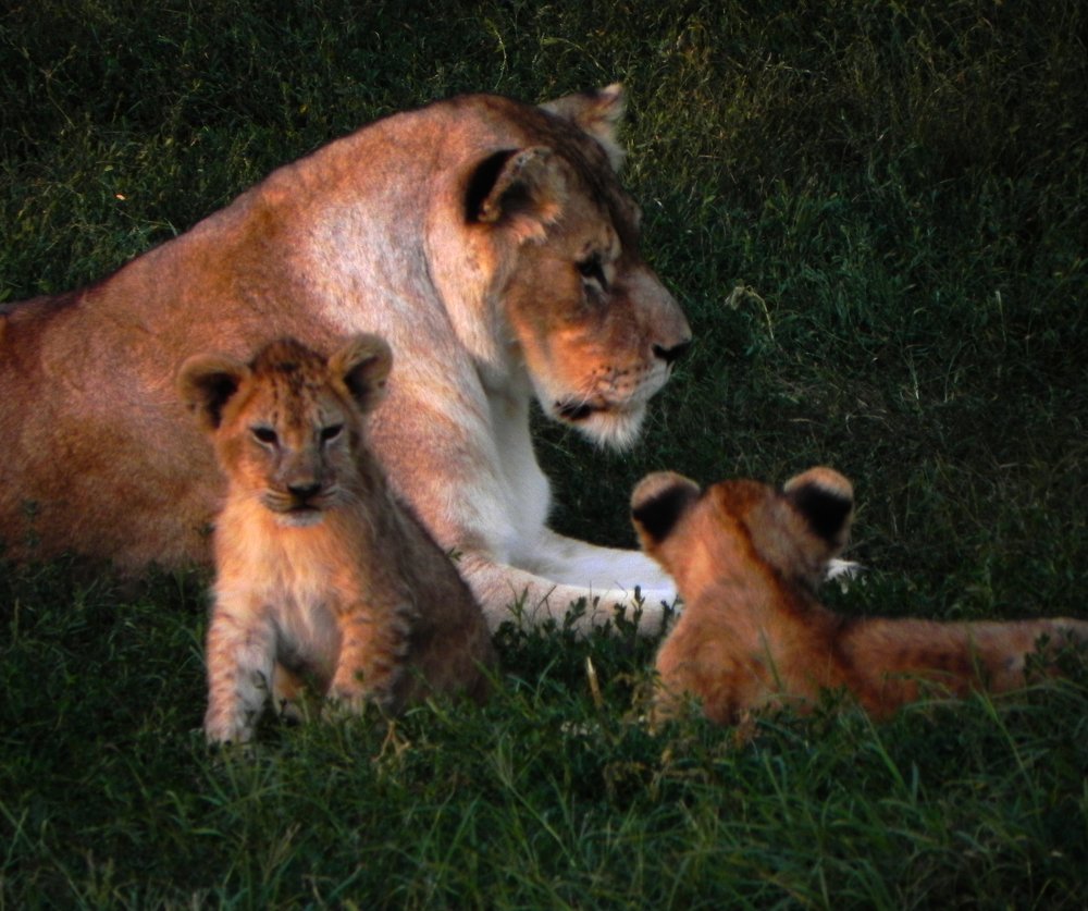 львиное утро