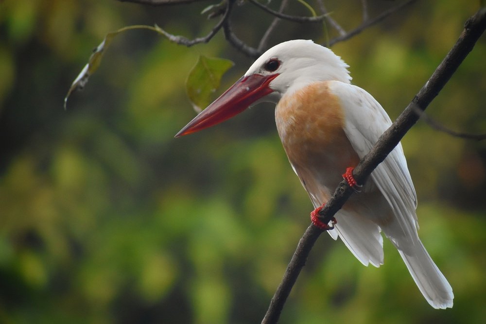 Leucistic stork-billed kingfisher