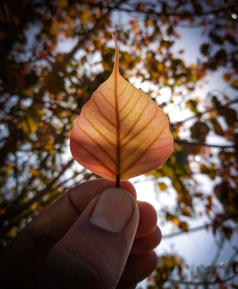 Nature photography