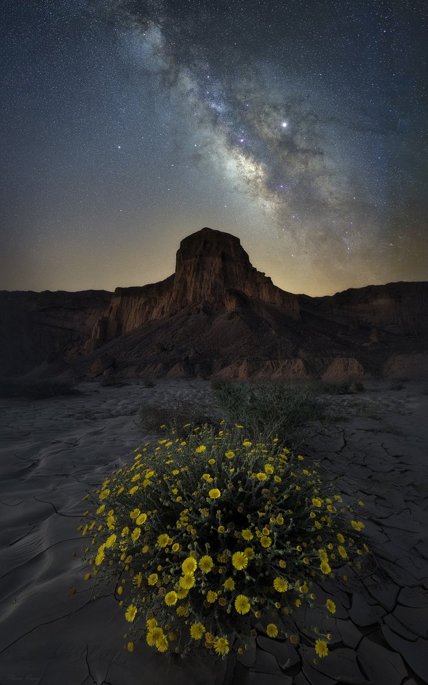 Deserts Blossom