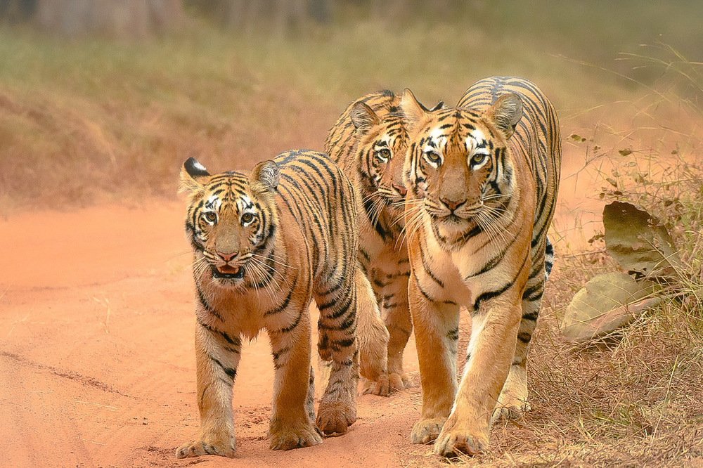 Maya with Cubs Head On