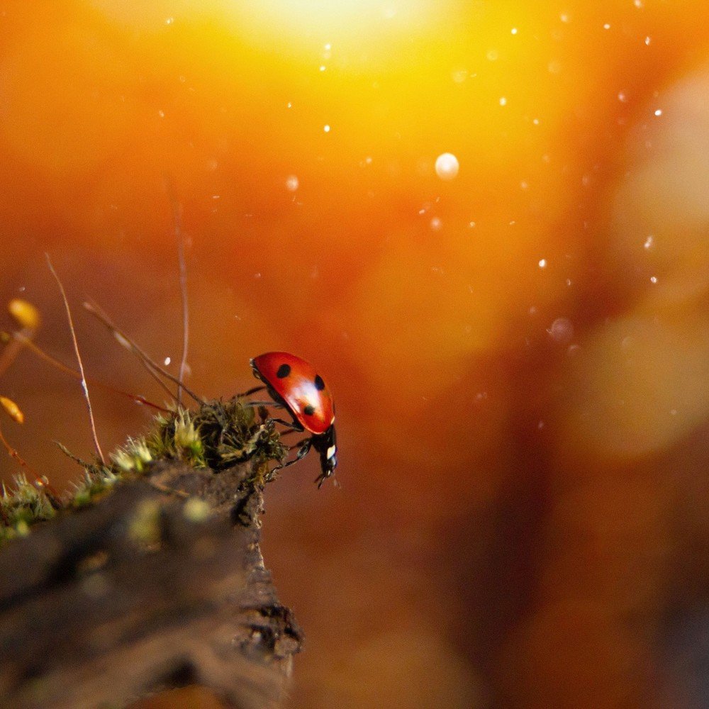 Photograph by Юлия Бусыгина