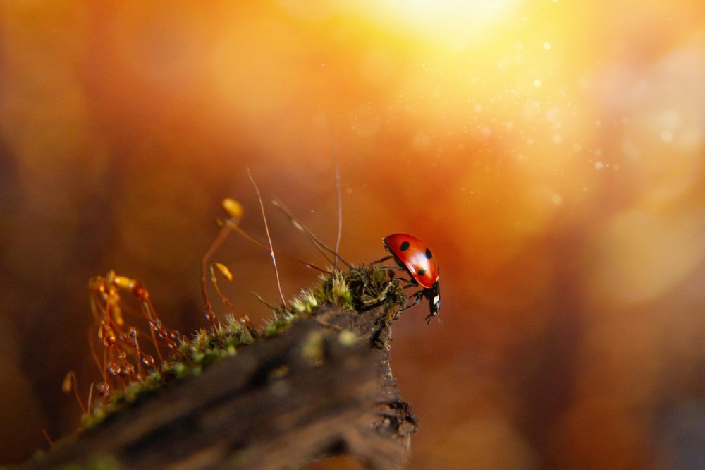 Photograph by Юлия Бусыгина