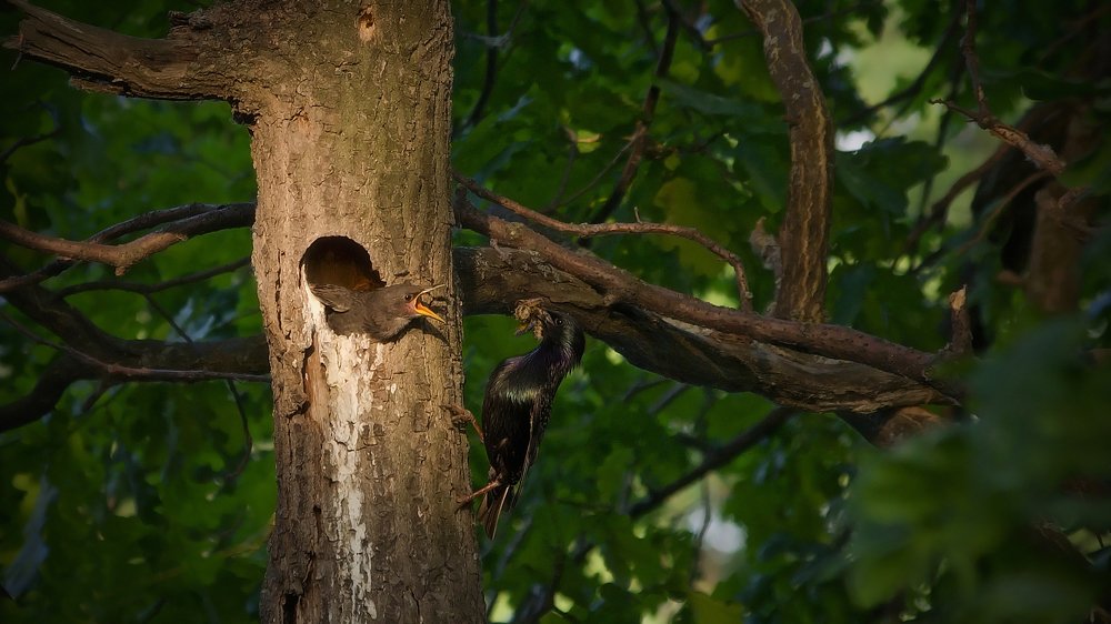 перед закатом