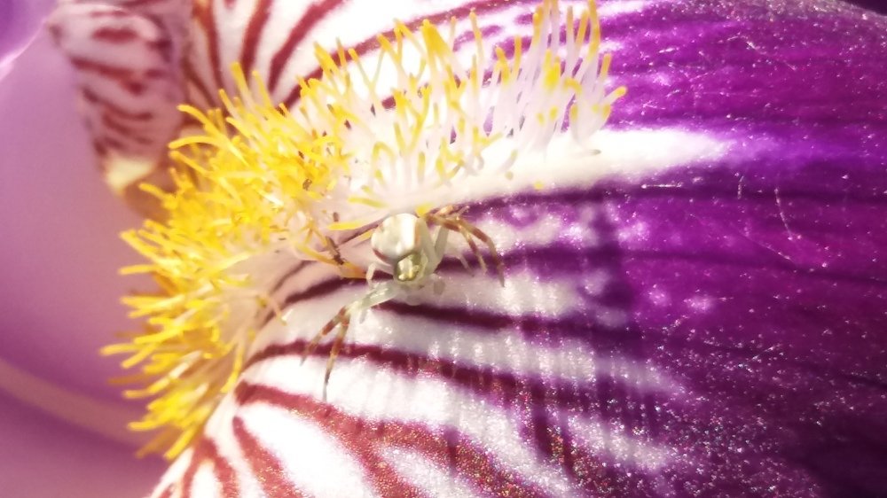 Паук на ирисе.