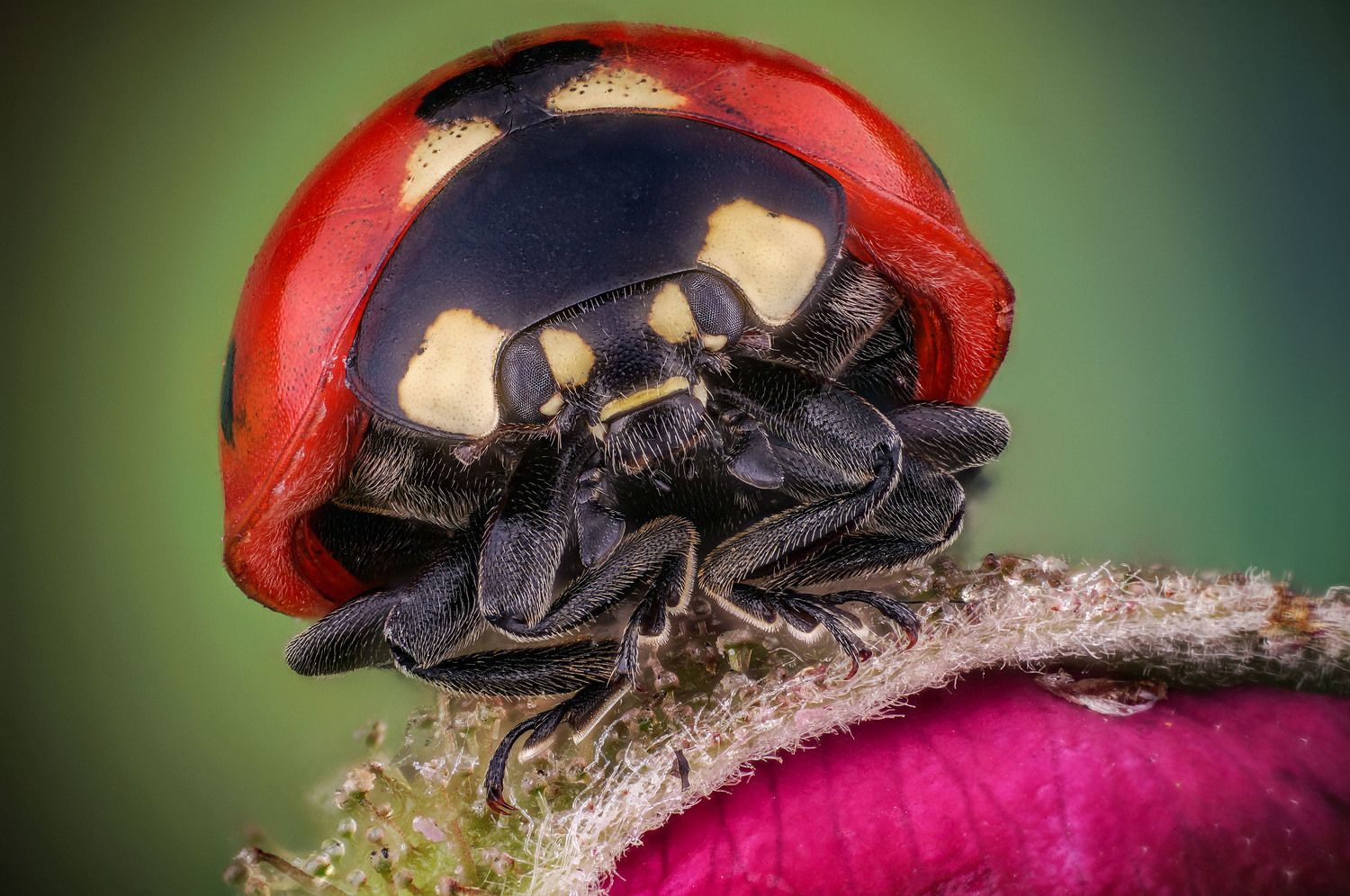 божья коровка