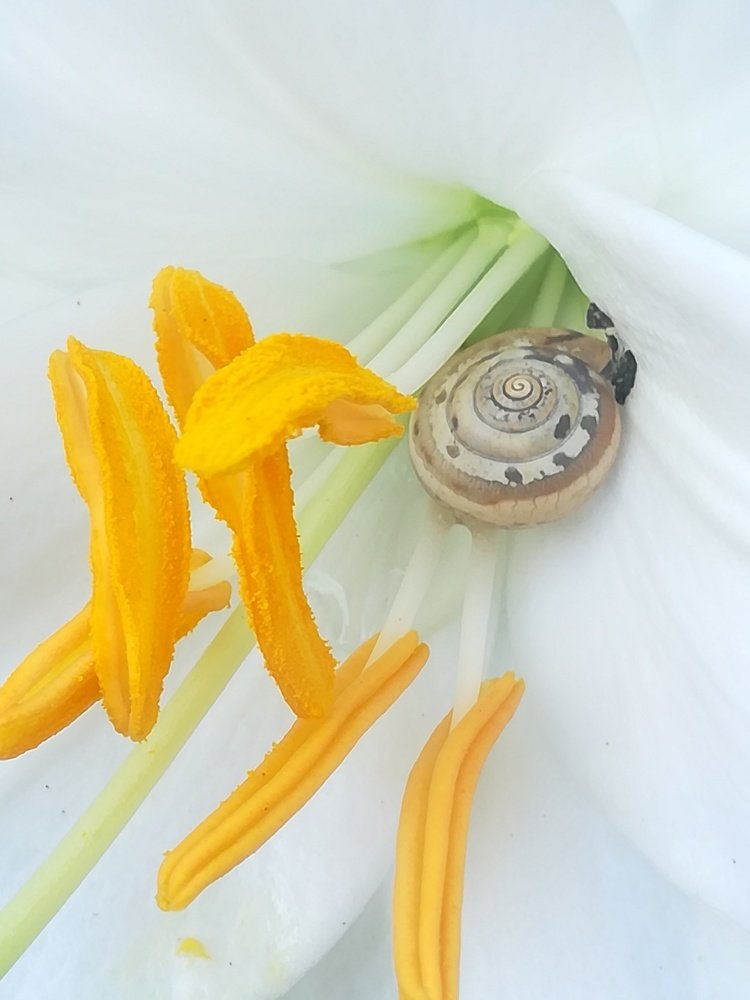 Flower and snail