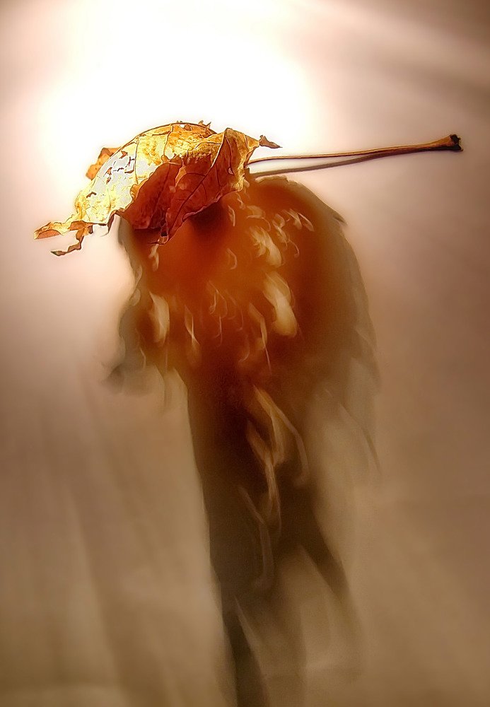 Крыло ангела