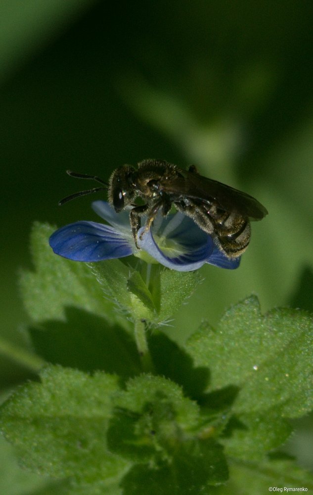 Fly with forget-me-not