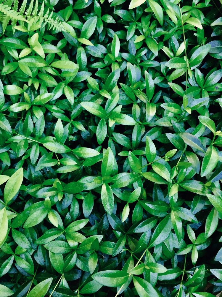 Травка зеленеет