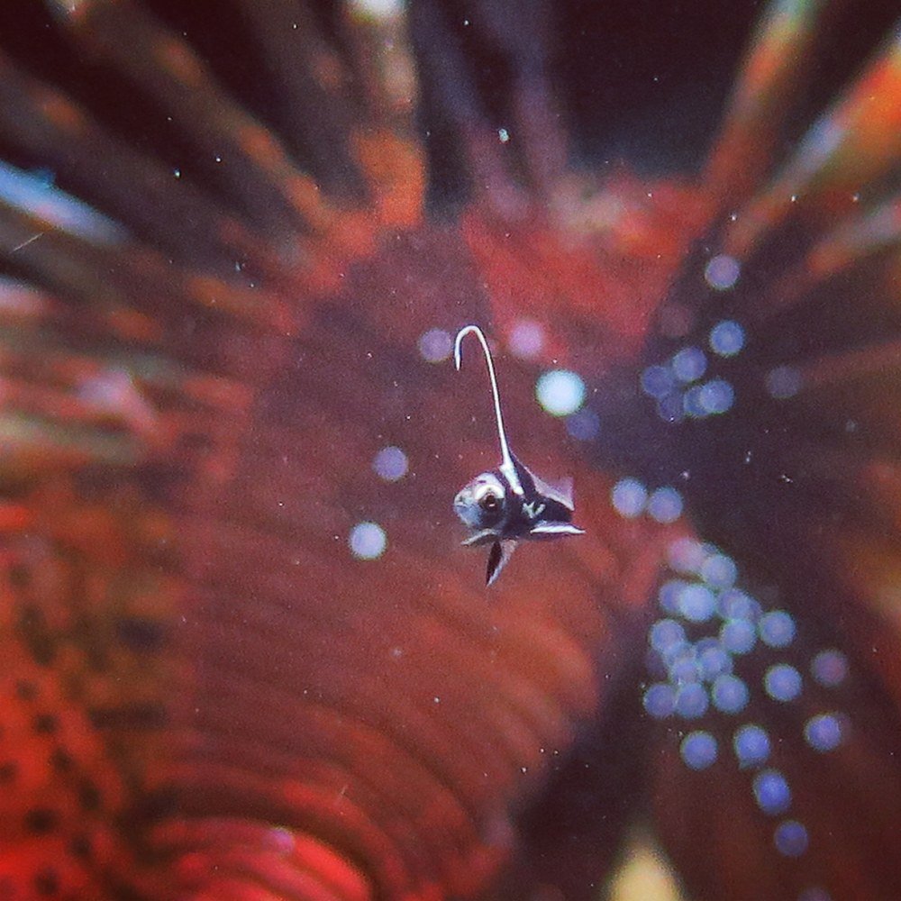 Too close for comfort