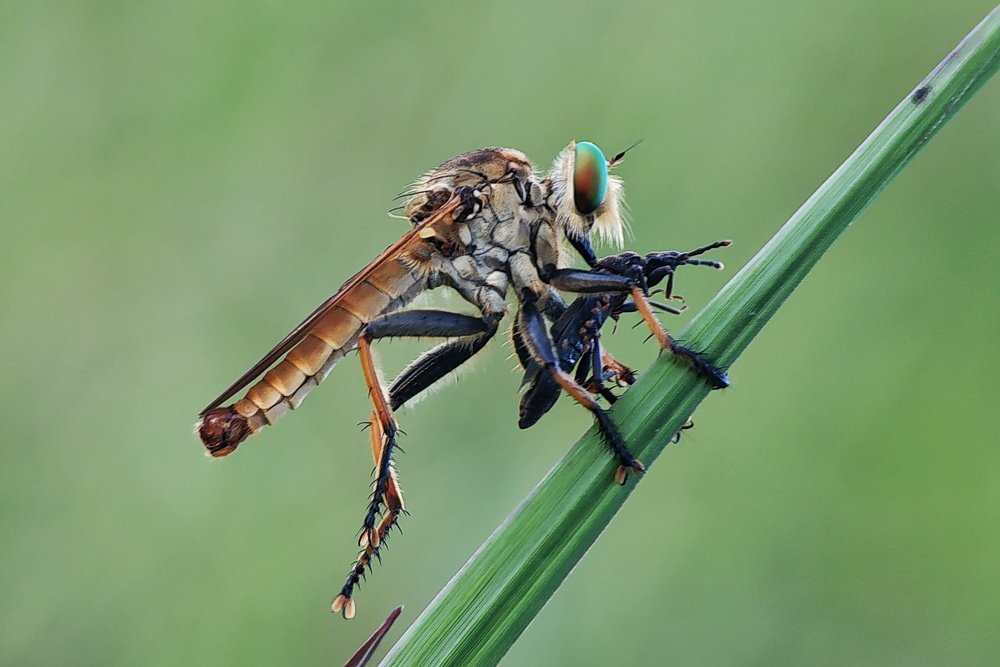 Rainbow Robber Fly