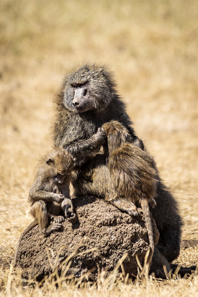Baboon family