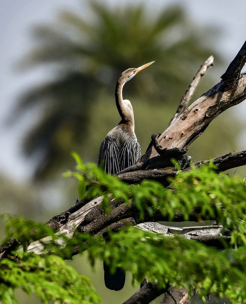 The Indian Darter/Snake Bird