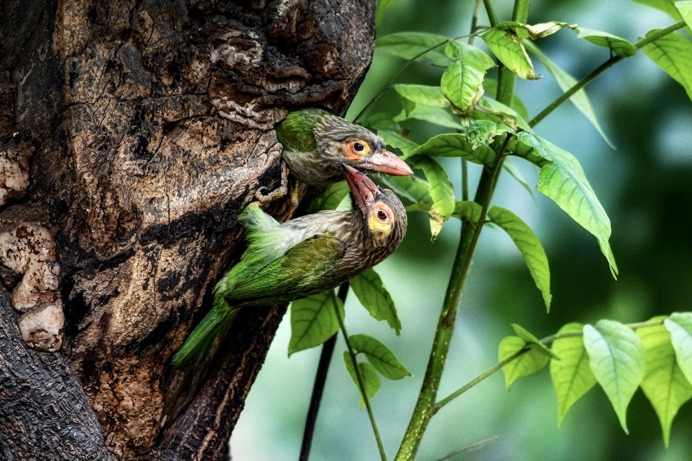 The Brown Headed Barbet