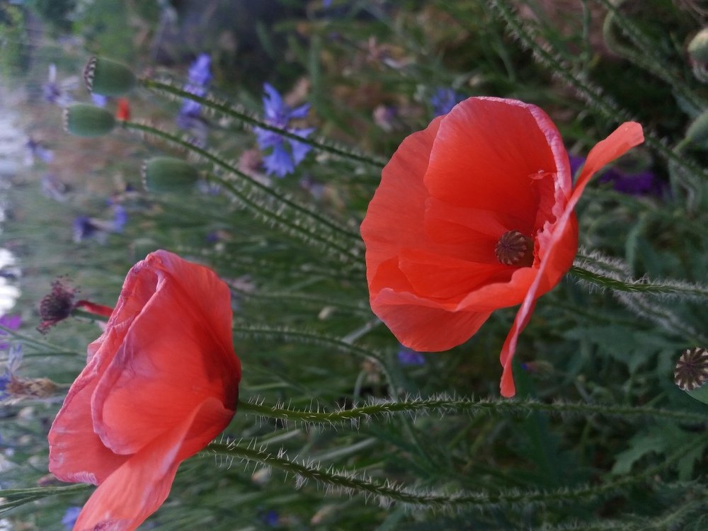 Photograph by Марина Ищукова