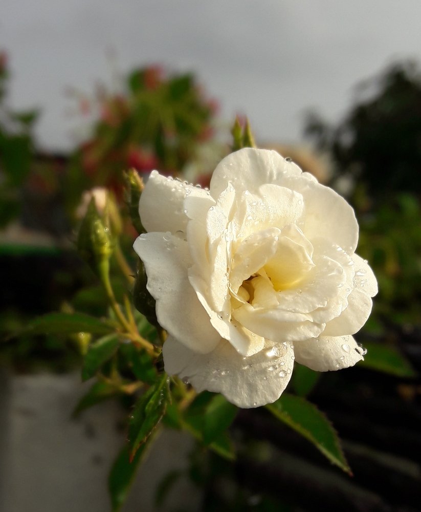 White rose