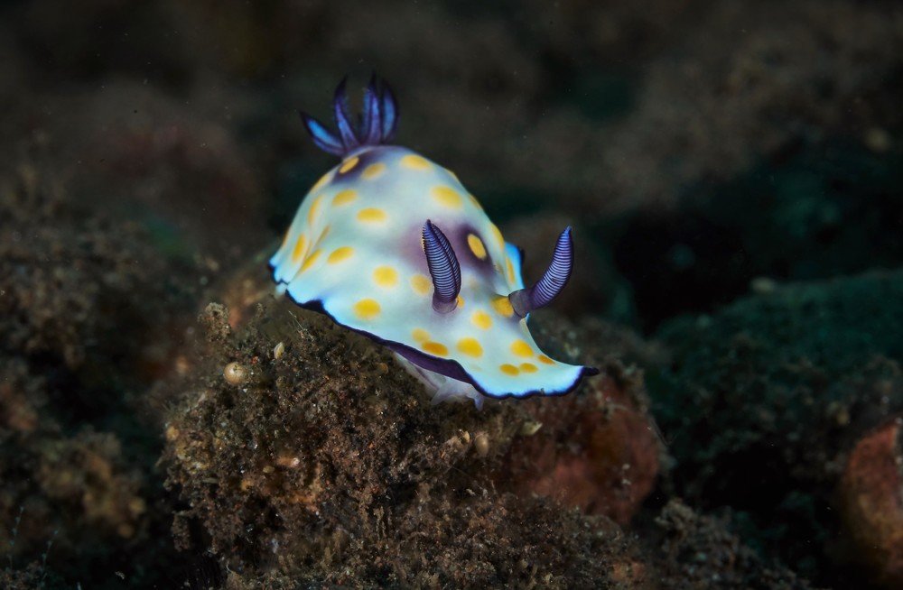 Photograph by Наталия Маслова