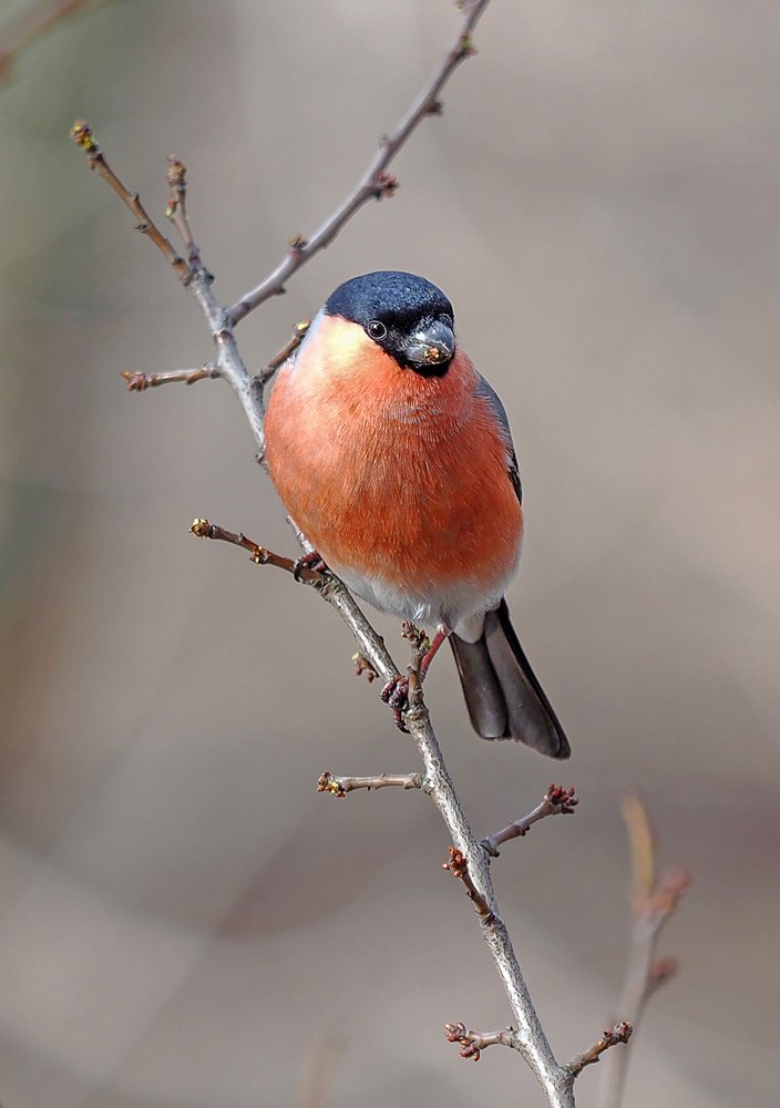 Снегири прилетели