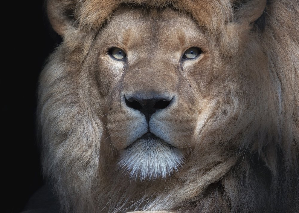 Царь зверей