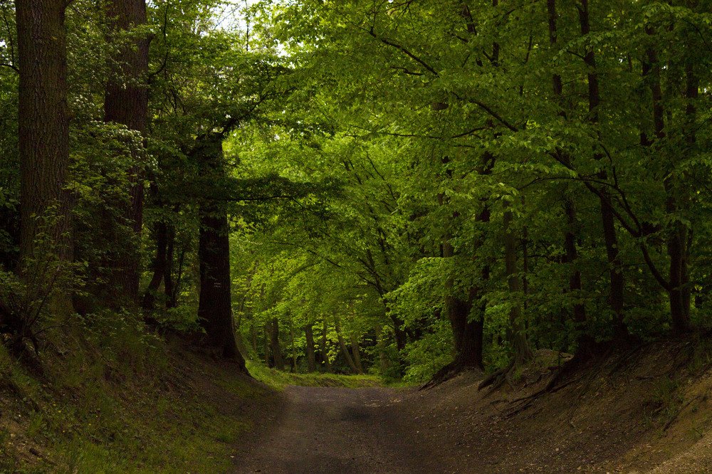 Лесная сказка