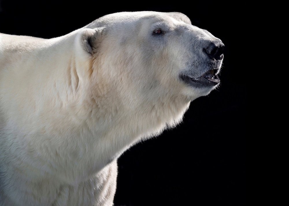 Белое на черном