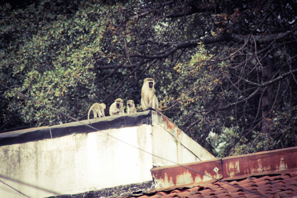 Monkey family