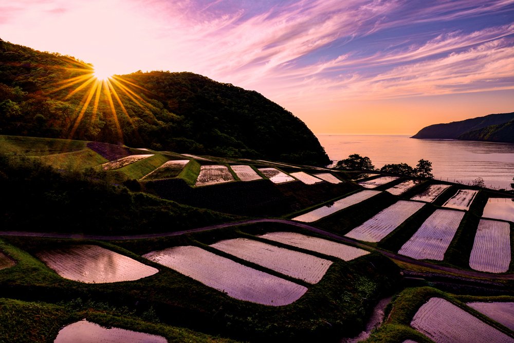 Sunset at Rice field