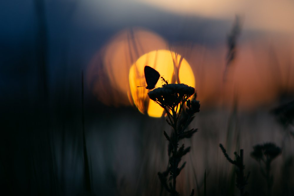 Встреча на закате