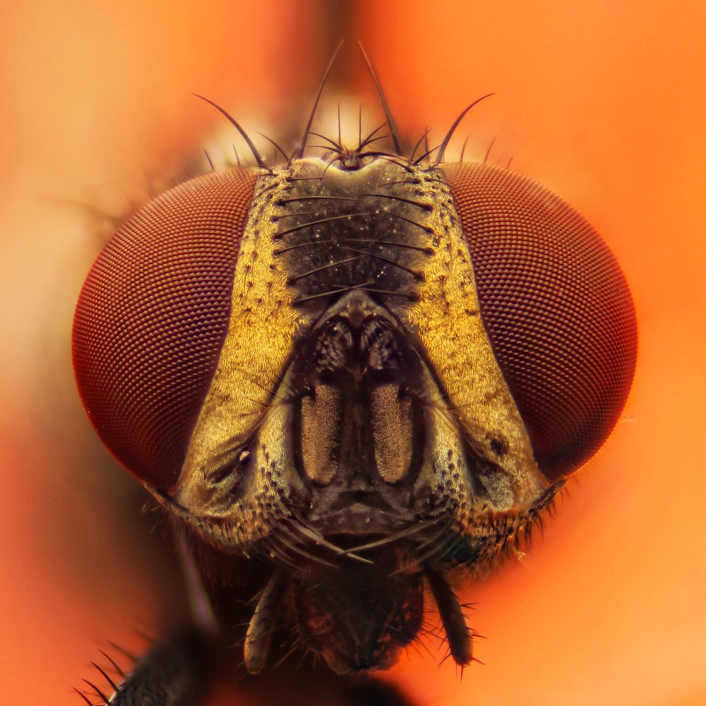 House fly portrait