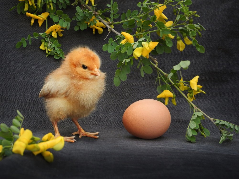 Кто же первый?