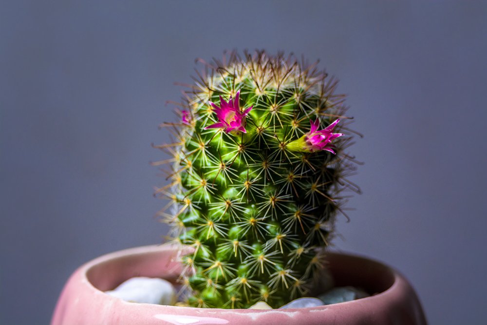 Kindness at the height of violence