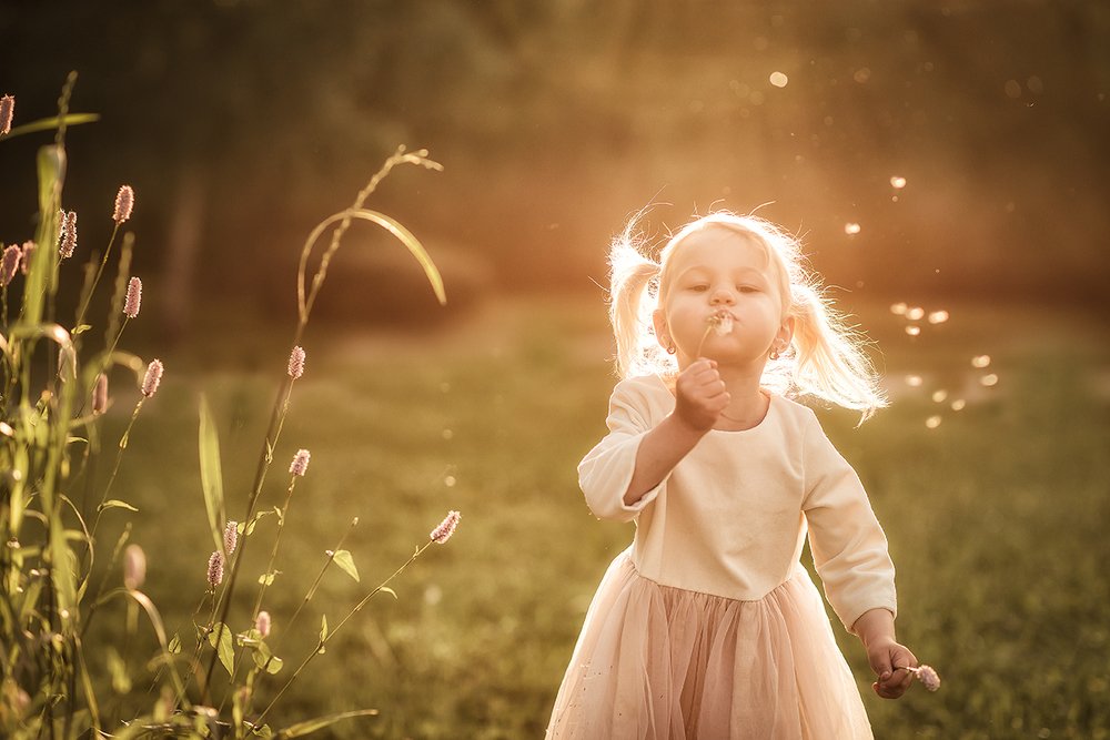 Одуванчики