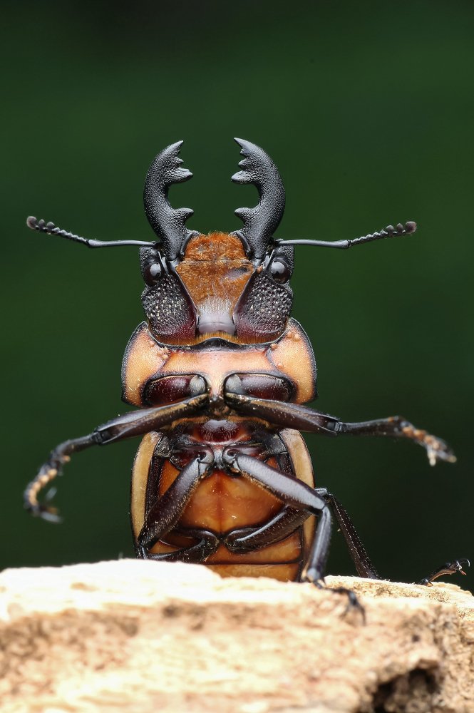 STAG BEETLE