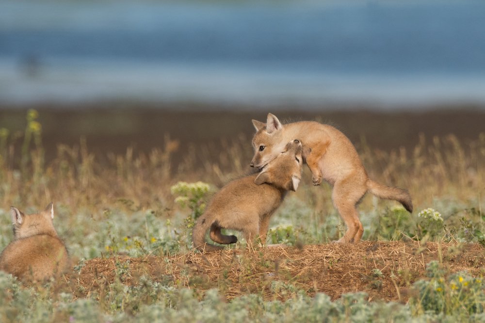 Атака из глубины