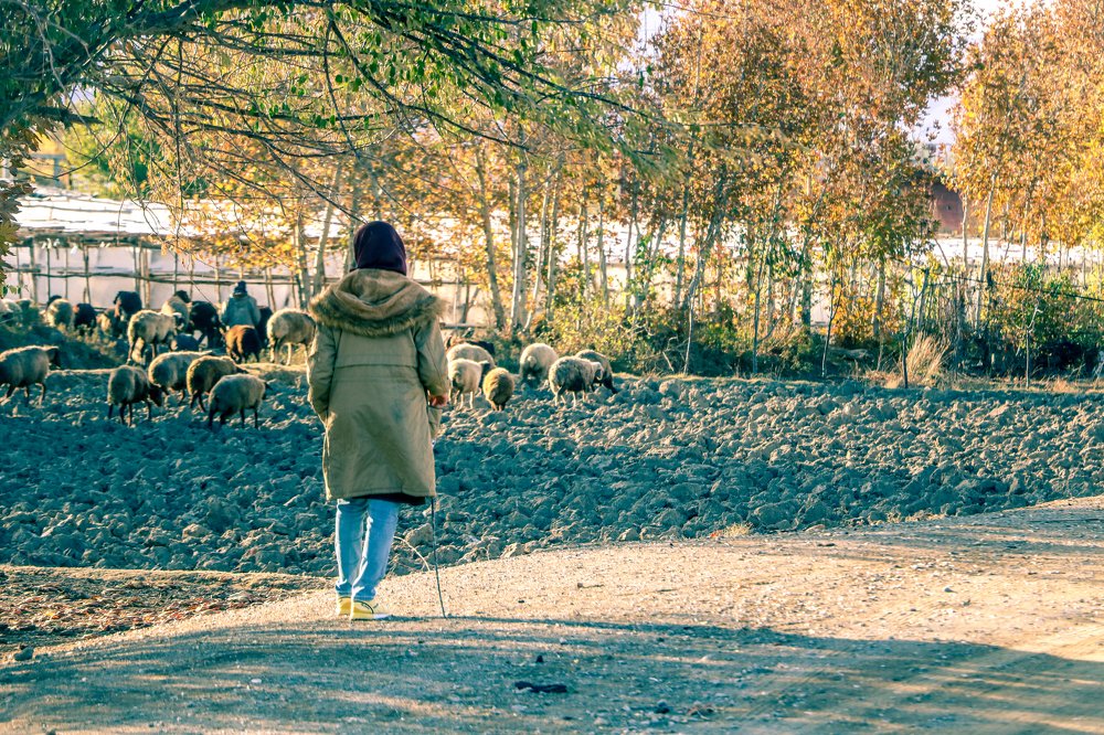 Daughter sheep owner
