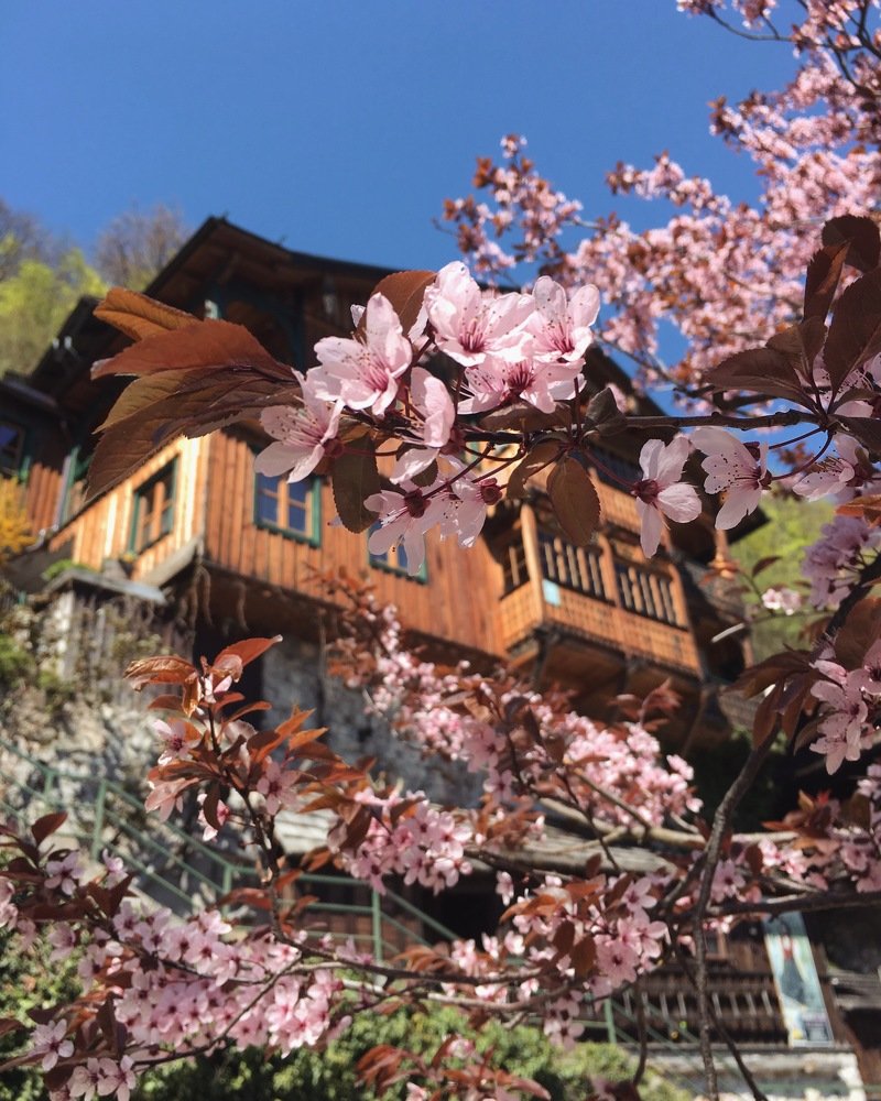 Цветение в Гальштатте