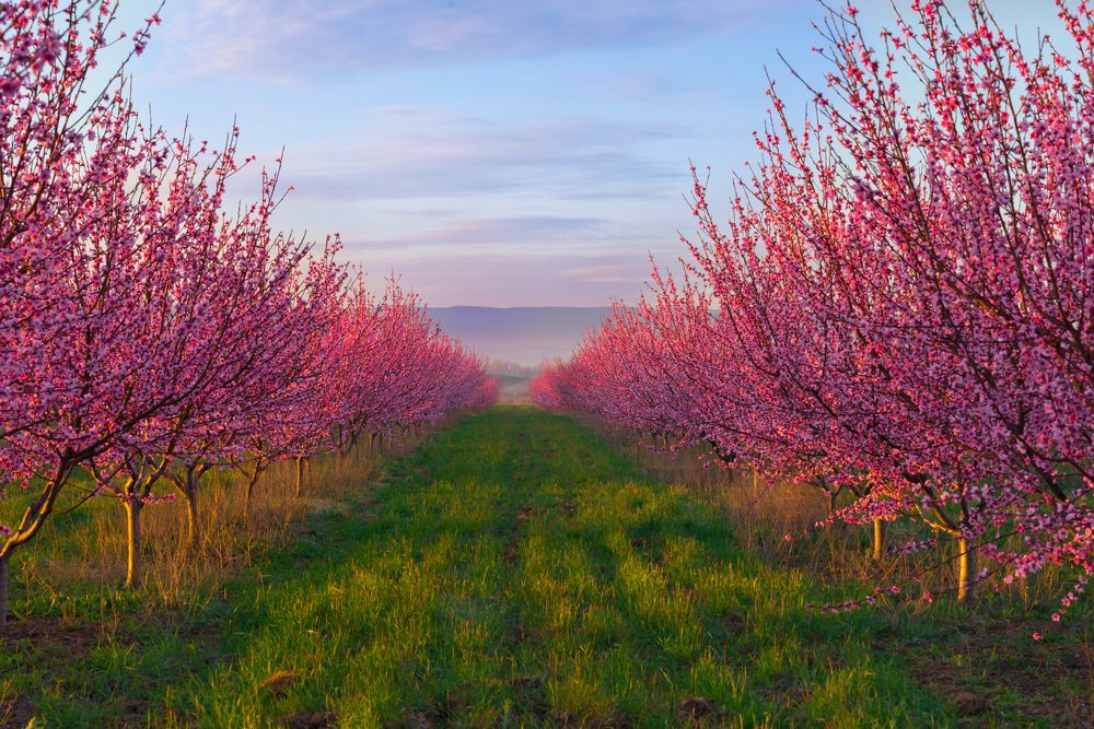 Персики цветут. Крым