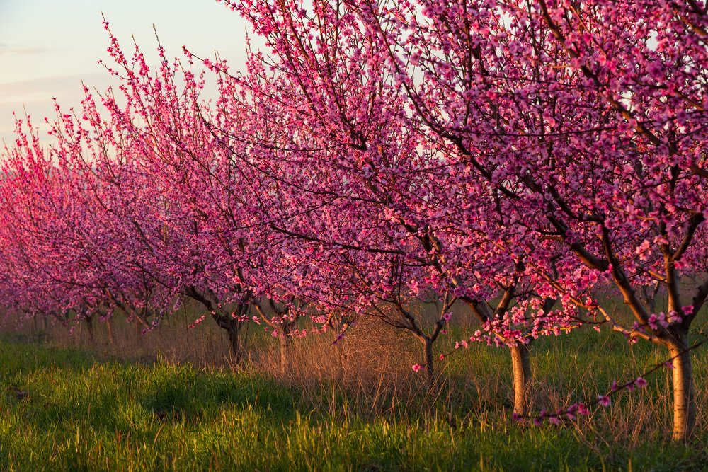 Рассвет в персиковом саду. Крым