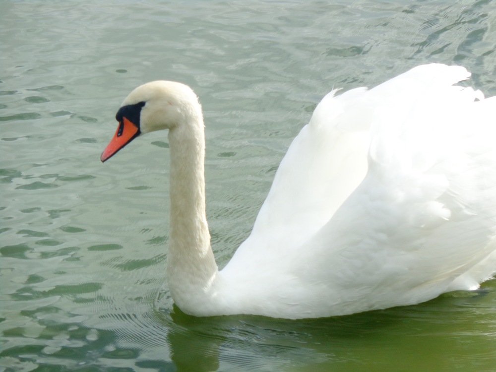 Photograph by Виктория Жуковская