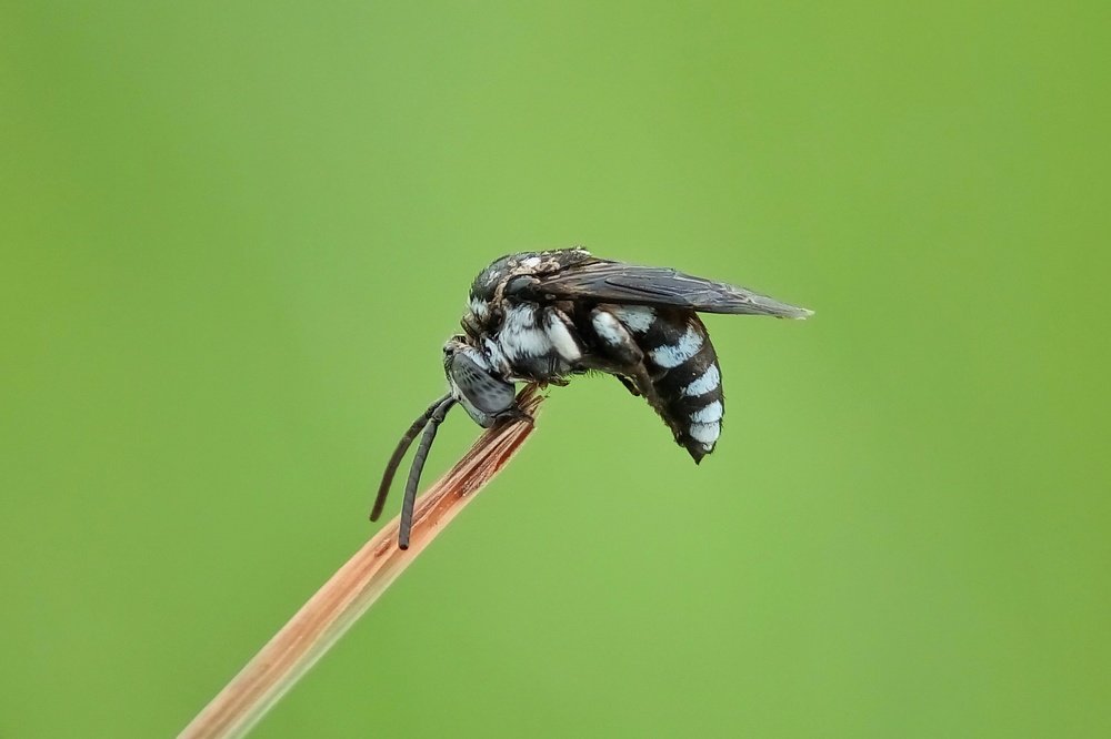 Neon Cuckoo Bee