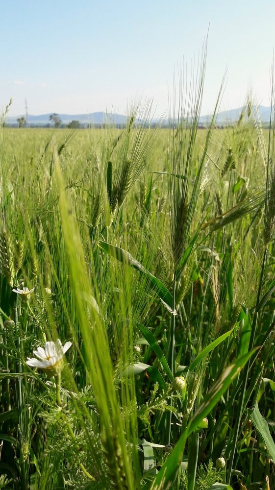 Photograph by Cанан