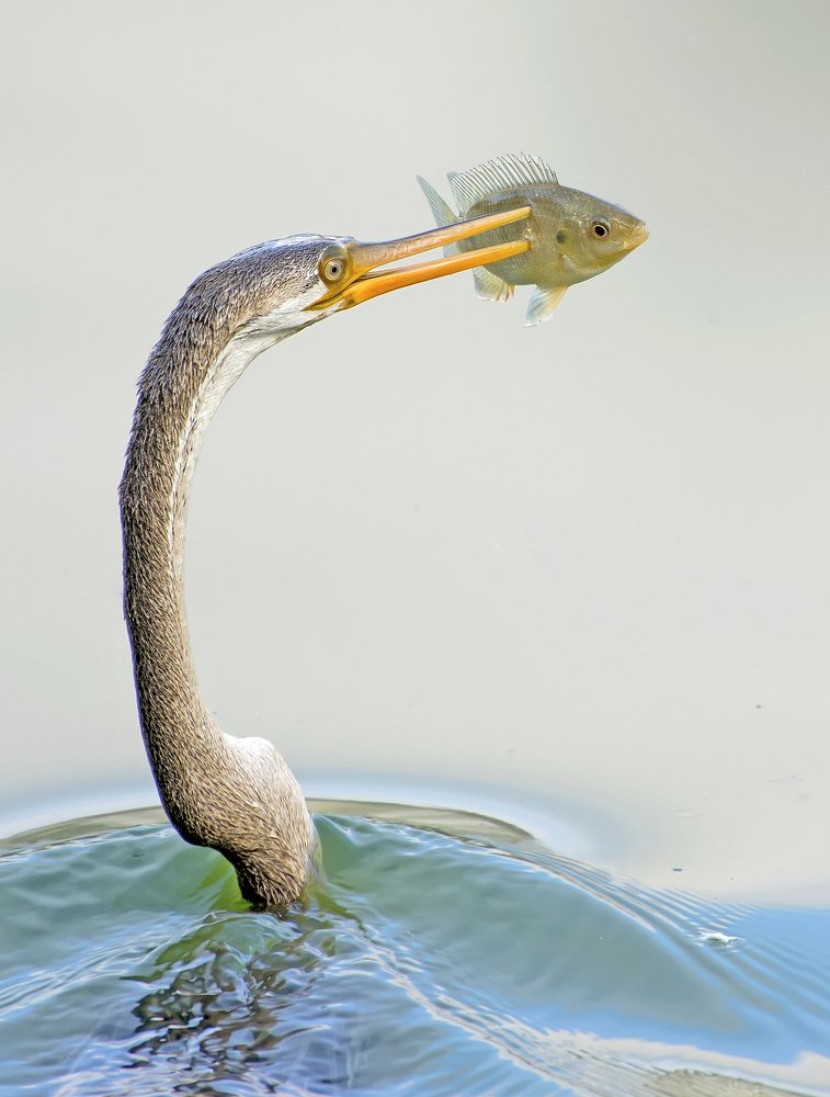 Darter with fish catch
