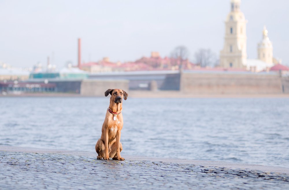 Город над Вольной Невой